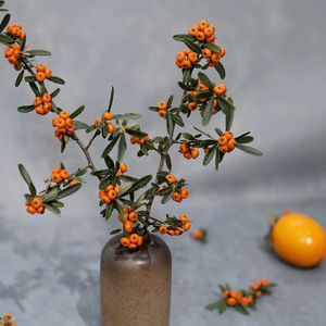国产冬青火棘果火把果鲜切花水养年宵喜庆室内插花云南基地直发