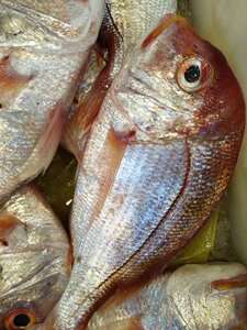 深海野生真鲷鱼新鲜加吉鱼活鱼冷冻海鲜鲜活