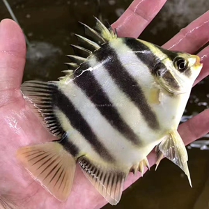 非洲金鼓鱼长明四纹马达加斯加虎鱼热带群游好互动观赏鱼活体