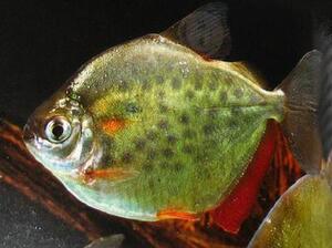 90红格1021淘宝喷点银板鱼活体高身温顺群养好养易活新手鱼中型热带