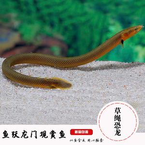 草绳恐龙鱼 九角龙 热带鱼活体鱼热带观赏淡水鱼水族宠物鱼古代鱼