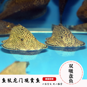 吸盘鱼观赏鱼_吸盘鱼观赏鱼价格_淘宝天猫热销吸盘鱼