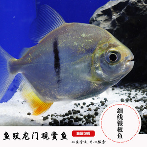 观赏鱼热带鱼黑桃a银板鱼苗粗线银板鱼细线银版鱼龙鱼配鱼活体
