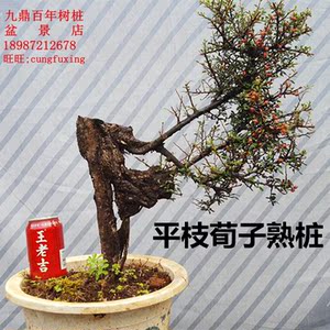 多肉绿植老桩盆景素材盆景植物室内熟桩下山桩盆景黄杨球红果荀子