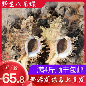 舟山野生八角螺新鲜海螺贝类石头螺香螺刺螺鲜活海鲜水产1斤