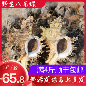 舟山野生八角螺新鲜海螺贝类石头螺香螺刺螺鲜活海鲜水产1斤