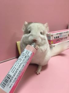 星姐龙猫兔日本SANKO品高乳酸菌膏 小动物营养膏调节肠胃问题便秘