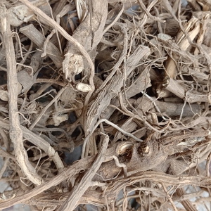 臭茉莉根 中药材臭屎茉莉 大髻婆 过墙风 冬地梅广西500克