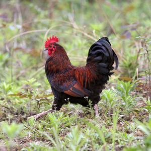 杨禾农场正宗无抗天然散养土鸡林下放养跑山鸡低密度果园竹林公鸡