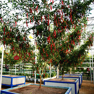 进口四季蔬菜辣椒树种子夏季庭院多年生易种阳台辣椒种子盆栽包邮