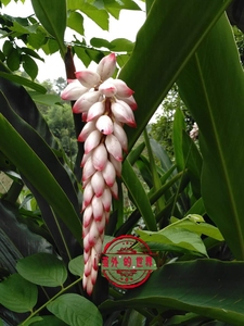 00包邮 49元/丛(即6株) 砂仁 5年树苗  豆蔻 连环砂仁 一年开花淘宝