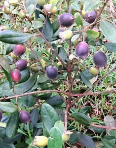 包邮 乌稔苗桃金娘苗 桃金娘树苗稔子苗 绿植苗苗