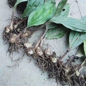 野生毛慈菇种苗冰球子泥冰子 慈菇山茨菇正宗水白芨100棵起发包邮