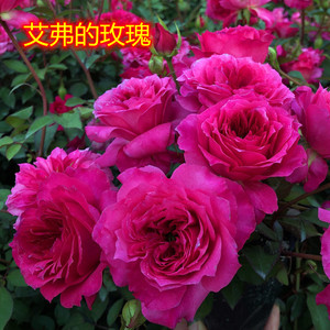 硒都花乐园艾弗的玫瑰 爱弗的玫瑰 灌木月季花苗红色浓香阳台盆栽