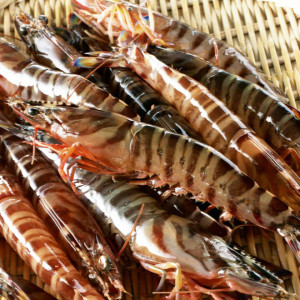 鲜活基围虾 九节虾 一斤约20—25只左右 北京同城海鲜闪送