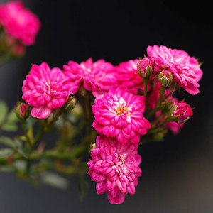 紫红微月微型月季成簇开花易爆盆淡香迷你玫瑰阳台庭院花卉盆栽苗