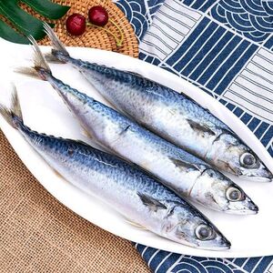 鲐鱼 青占鱼 新鲜鲐鲅鱼鲜活冷冻小鲅鱼烧烤食材冷冻海鱼1000g