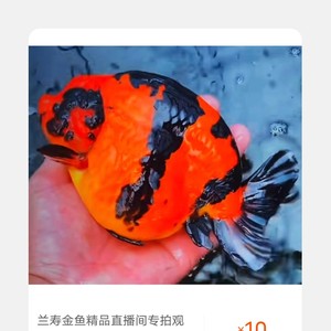 福州潘氏文春飞艺兰寿泰狮金鱼直播间链接拍前联系主播