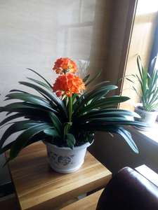 君子兰品种(大胜利,大刀)