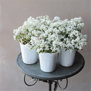 钻石冰霜重瓣禾叶大戟耐热花卉盆栽垂吊岩石花园屋顶绿化阳台庭院