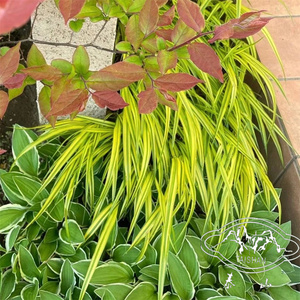 花叶箱根草风知草多年生耐寒耐热耐阴室内盆栽室外庭院花境混合搭