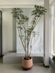 高枝 飘枝老桩客厅鸭脚木大小造型耐阴室内盆栽绿植盆栽 一物一拍