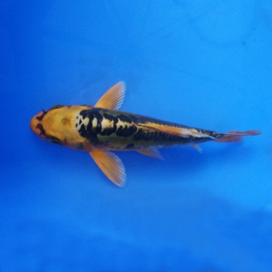 包邮黄秋翠锦鲤德系观赏鱼金鱼活体冷水鱼风水鱼招财鱼鱼苗鱼缸