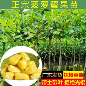 菠萝蜜树苗嫁接苗木四季南北方果树菠萝黄肉红肉菠萝蜜苗当年结果