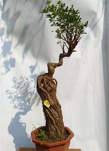 金雀盆景北雀