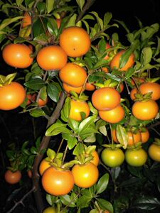 小山灌木金弹子盆景南瓜果小叶长柄大扁果柿饼果带果带盆中通包邮