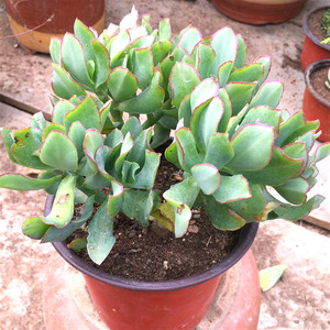 蓝鸟花月 海带花月 多肉 玉树