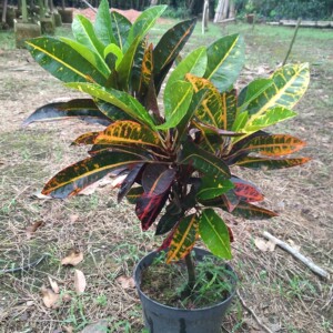 变色木盆栽海南洒金榕室内外庭院净化空气大叶观叶植物