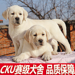 正品拉布拉多幼犬纯种CKU赛级犬舍护照芯片双血统大骨架金毛犬售