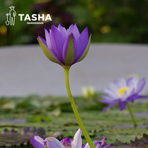 塔莎的花园睡莲水培植物四季室内花卉莲花种孑荷花黑美人水生块根
