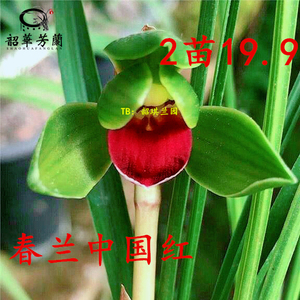 名贵兰花苗浓香金边矮种四季开花荷瓣中国红河红雪影红素花卉盆栽