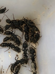 凶猛 生命顽强 个大 宠物蚂蚁 无后繁殖品种 现货10人付款13