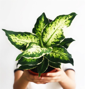 冰美人万年青盆栽室内阳台观叶绿植新品种高颜值耐看型植物生长快