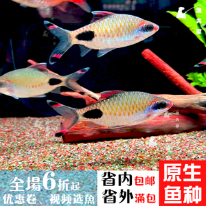 印度稀有进口原生热带观赏鱼活体黑影道人紫红两点鲫鱼小型群游鱼