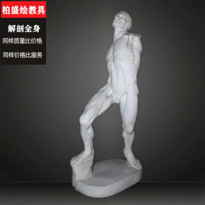 全身肌肉运动解剖石膏像画室美术教具石膏头像素描石膏装饰模型像