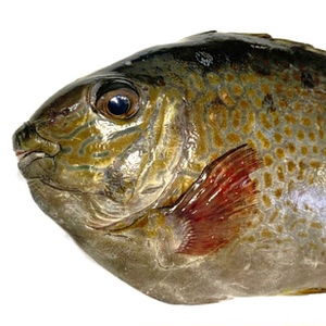 涠洲岛海钓花泥猛鱼500g 鲜活深海杂鱼海鲜水产新鲜海鱼3斤起包邮