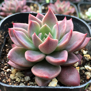 因地卡多肉植物老桩