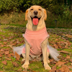 金毛幼犬衣服公主