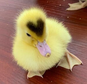 小鸭子活物宠物