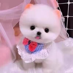纯种博美犬幼犬活体长不大俊介家养茶杯小白狗小型犬网红博美狗狗