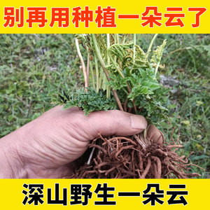 野生中药材一朵云草药小春花阴地蕨蛇不见独脚金鸡晒干货250g包邮