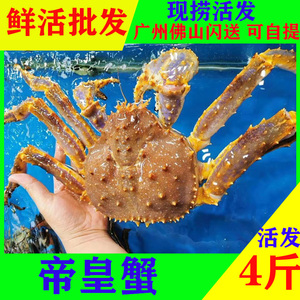 【过年照发】鲜活阿拉斯加帝皇蟹鲜新 长脚蟹 特大螃蟹水产3~8/斤