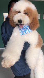 出售纯种巨型贵宾幼犬大型泰迪犬巨贵犬白色巨型泰迪幼犬活体宠物