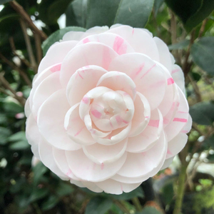 十八学士东方亮茶花盆栽名贵多色白底粉红好养易活庭院四季绿植