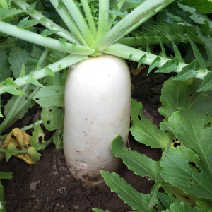 【白萝卜新鲜水萝卜】白萝卜新鲜水萝卜品牌,价格 - 阿里巴巴