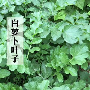 老农食品店新鲜白萝卜叶子白萝卜缨子五行蔬菜汤现摘密云蔬菜500g